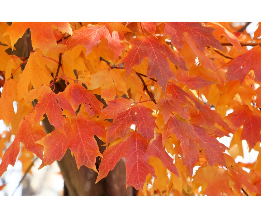 Caddo Maple